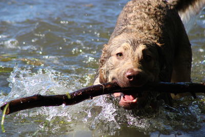 Close-up of dog drinking water in lake