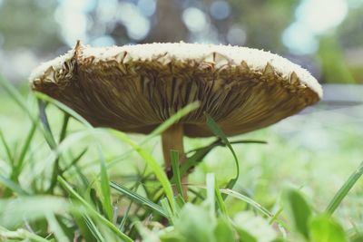 Close-up of mushroom growing outdoors