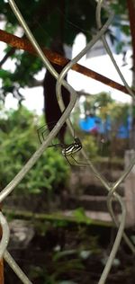 Close-up of insect on plant