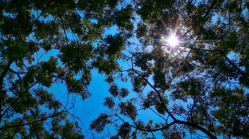 Low angle view of trees against blue sky