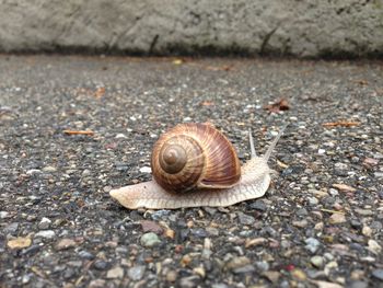 Close-up of snail on ground