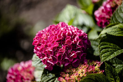 Close-up of pink flowering plant