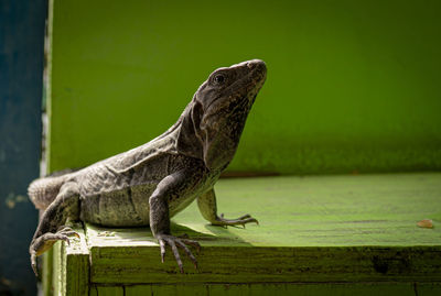 Close-up of lizard on wood