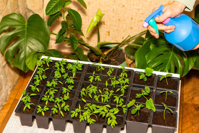 Cropped image of person holding potted plant