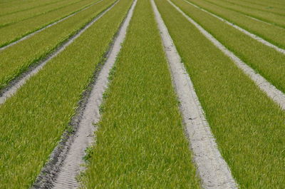 Scenic view of rural landscape