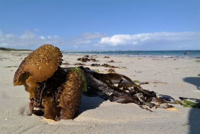 Close-up of driftwood on beach against sky