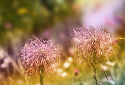 Close-up of thistle