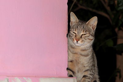 Close-up of a cat looking away against wall