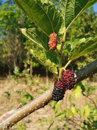 Close-up of red berries growing on tree