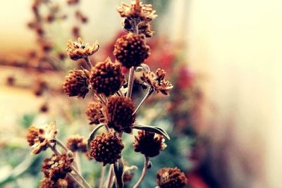 Close-up of plant against blurred background