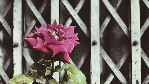 Close-up of pink flowers