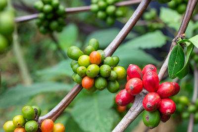 Close-up of cherries growing on plant