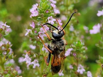 Bee pollinating flower
