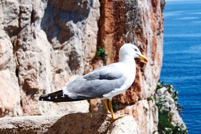 Close-up of bird perching on rock