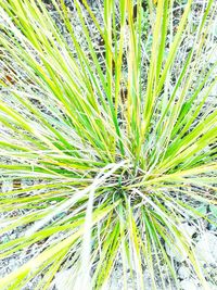 Full frame shot of green leaves