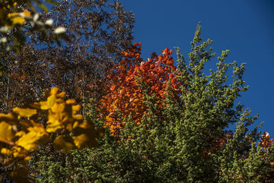 Low angle view of flowering plant against sky