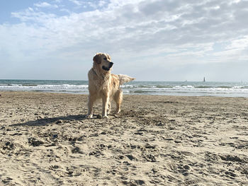 Dog on beach