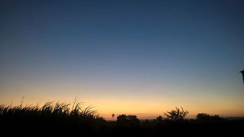 Silhouette of trees at sunset