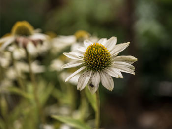 Close-up of white flowering plant on field