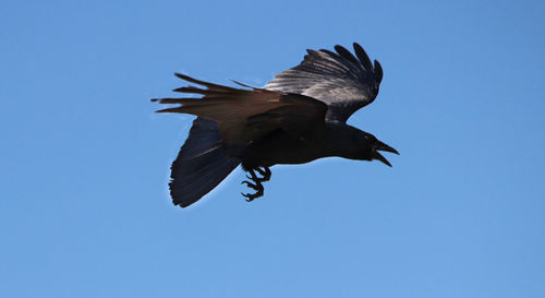 Low angle view of bird flying against clear blue sky