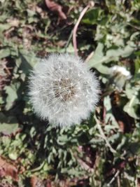 Close-up of dandelion flower