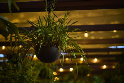 Close-up of illuminated lighting equipment at night