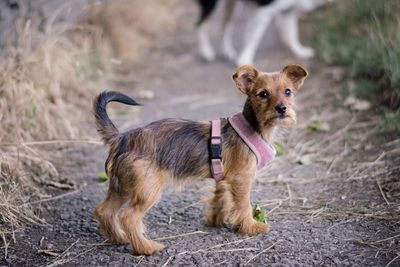 Portrait of dog standing on field