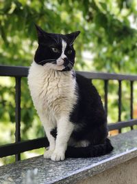 Portrait of black cat sitting on railing