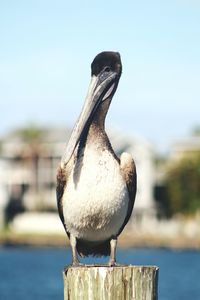 Close-up of pelican perching on wooden post