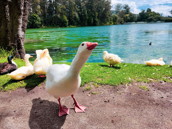 View of birds on lakeshore