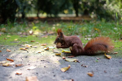 Close-up of squirrel eating nut