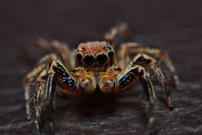 Close-up of spider