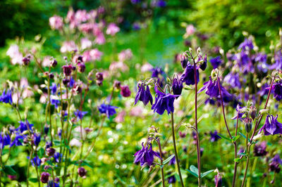 Close-up of purple flowering plants on field