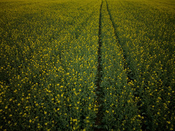 Scenic view of field