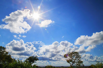 Low angle view of flowering trees against sky on sunny day