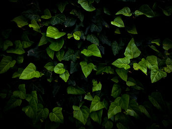 Full frame shot of leaves