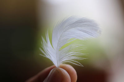 Close-up of hand holding feather against white background