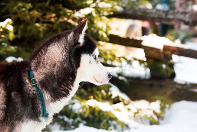 Close-up of dog looking away