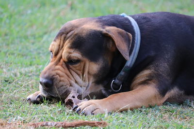 Close-up of dog resting on field