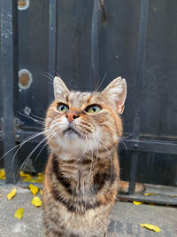 Close-up portrait of a cat