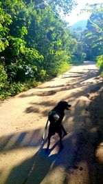 Dog on road by trees