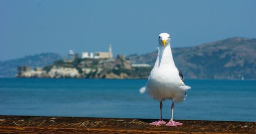 Seagull perching on a sea against sky