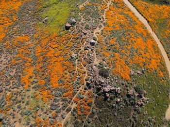 High angle view of yellow flowering plants on land