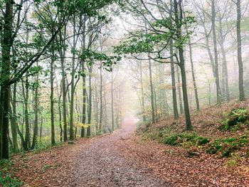 Dirt road amidst trees in forest