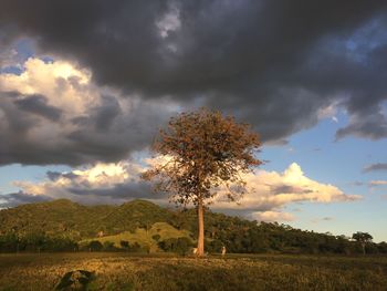 Tree on field against sky