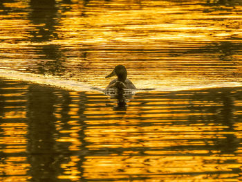 Full length of woman on sea during sunset