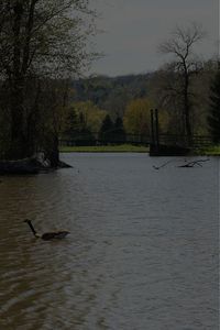 Scenic view of lake with trees in background