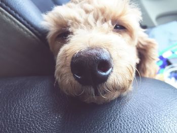 Close-up portrait of a dog