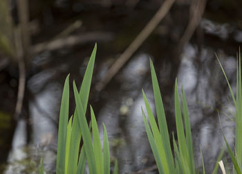 Close-up of bamboo plant