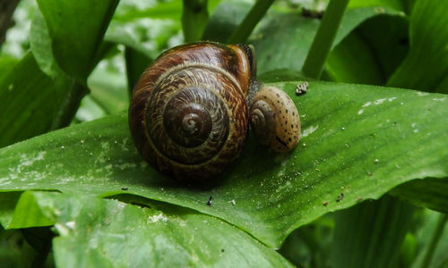 Close-up of snail on leaf